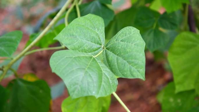 豆薯 沙葛 花蕾 紫花 叶 果 茎 植株