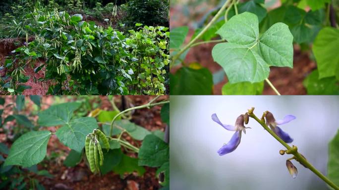 豆薯 沙葛 花蕾 紫花 叶 果 茎 植株