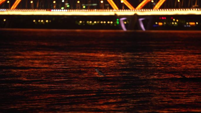 城市夜晚江面上一只停靠的鸟