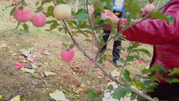 红富士苹果种植