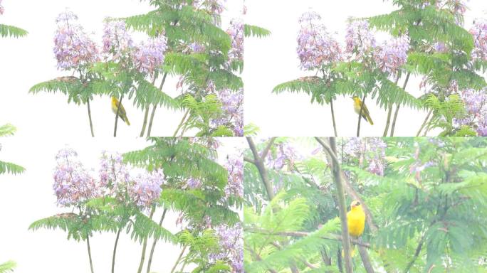 鸟语花香漂亮的黄鹂鸟，黄鹂鸟叫声