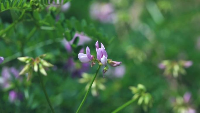 绣球小冠花 花蕾 淡红色花 叶 茎 植株