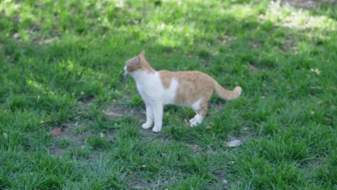 两只小猫