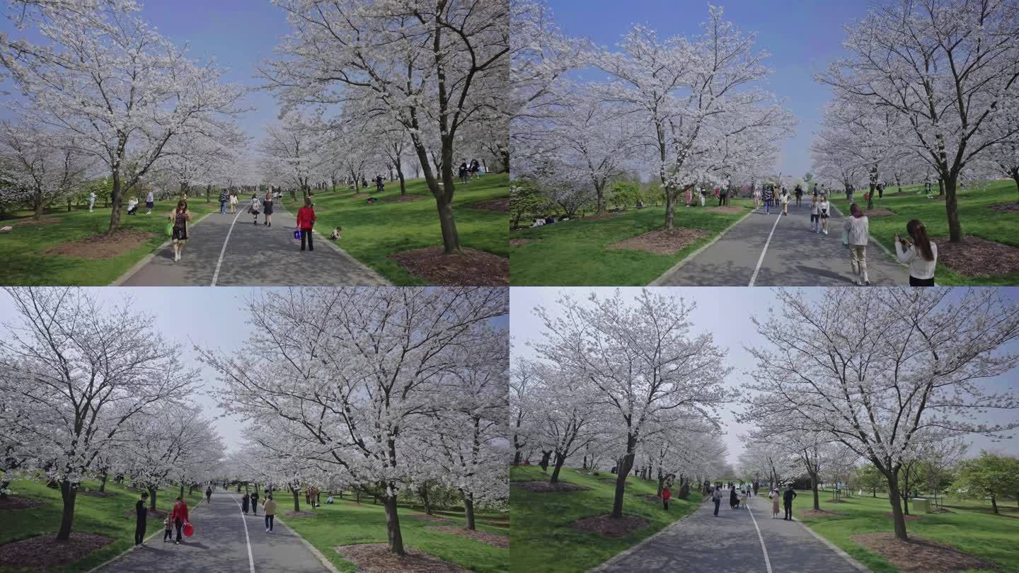 上海松江辰山植物园樱花4K-50帧