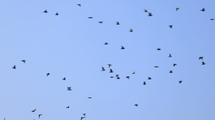 成群的鸽子飞过天空