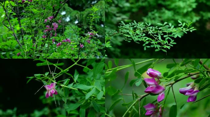 食盐树 花蕾 粉红色花 叶 茎 植株