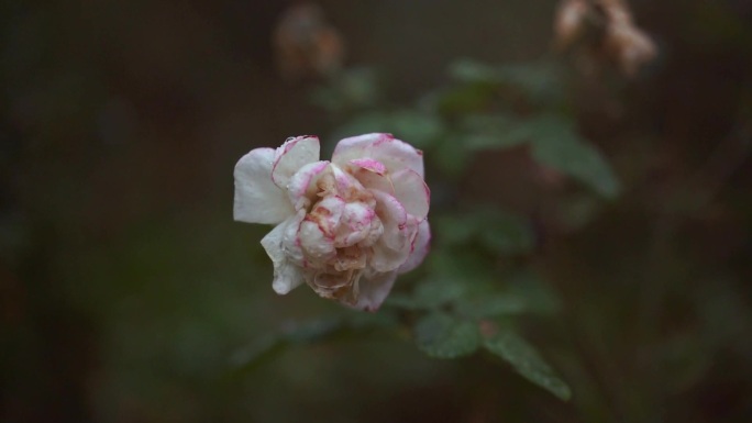 残花  月季 伤感 情绪