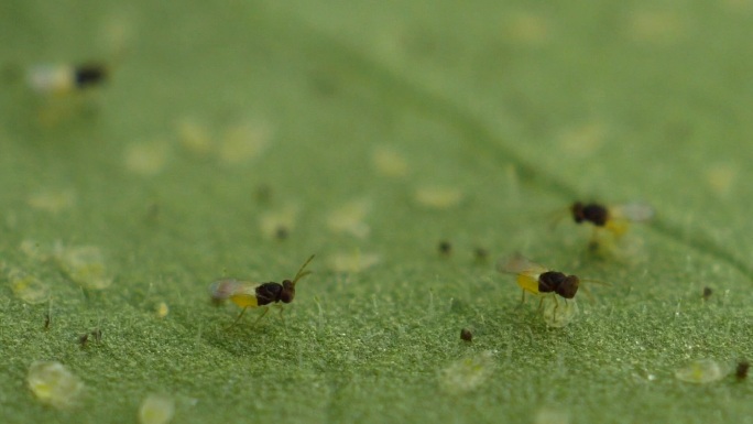 丽蚜小蜂天敌昆虫微距拍摄