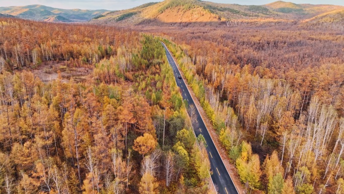 秋天的原始森林公路旅行（大兴安岭）