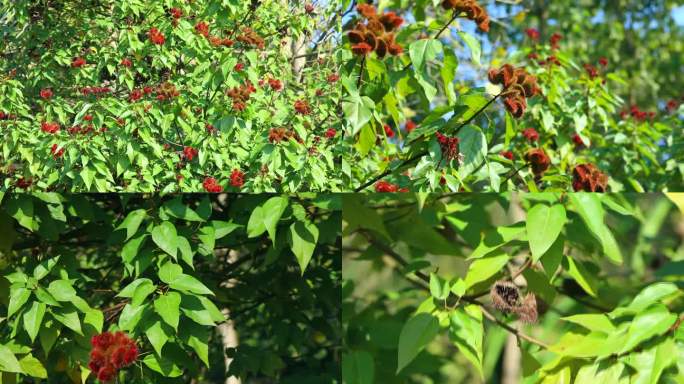 红木 酒红色果荚 种子 叶 茎 植株