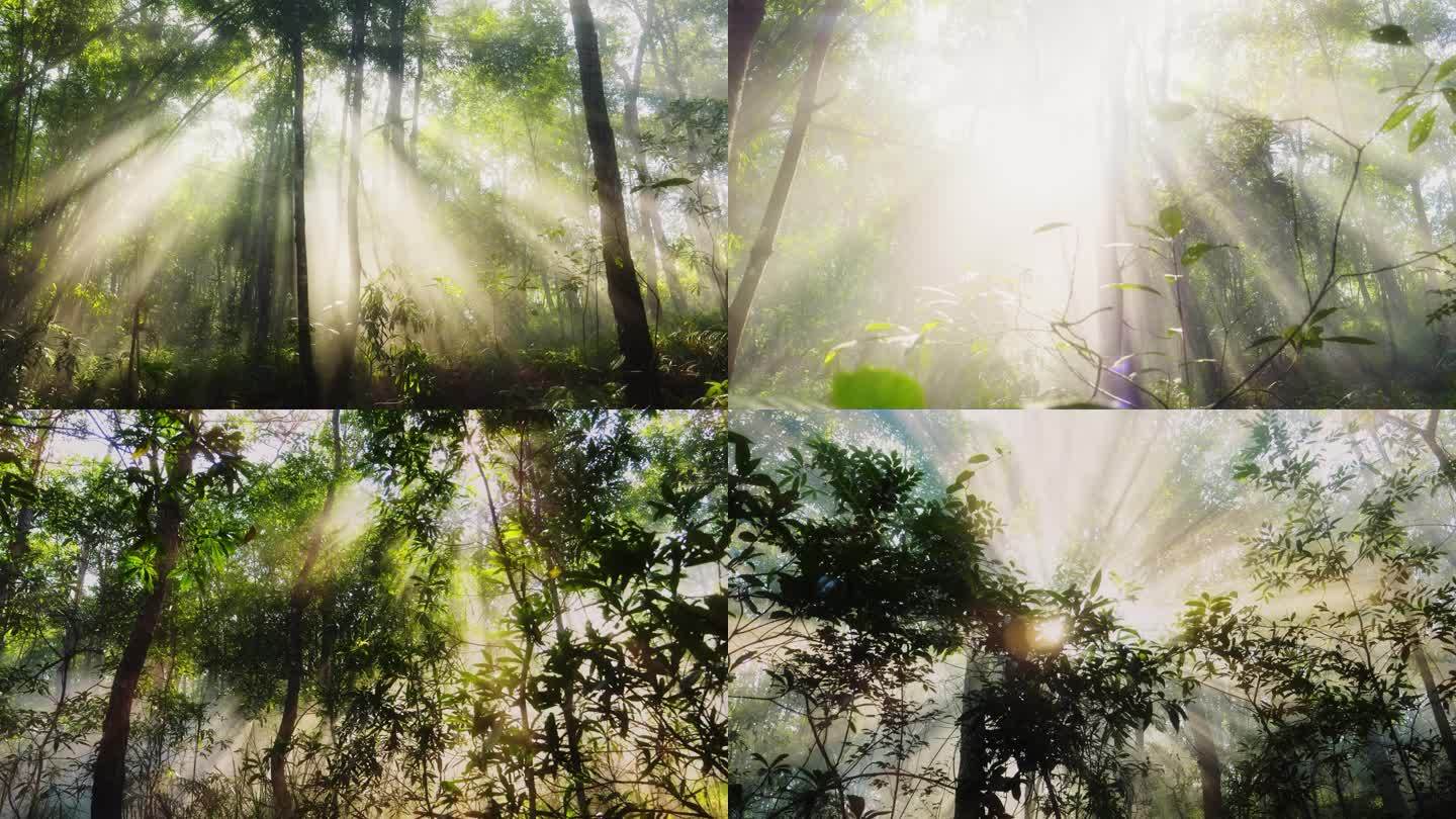 阳光森林树木丁达尔效应