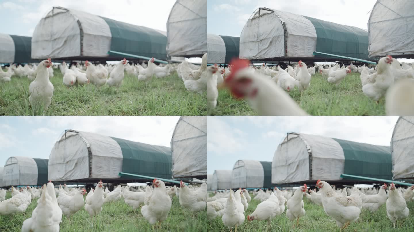 一群白色的小鸡在乡间有谷仓的开阔草地上吃草。为自由放养有机鸡蛋和家禽业在农业中饲养和繁殖家畜