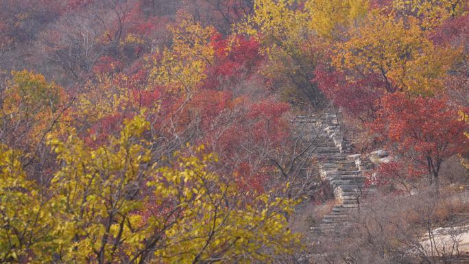 红叶赏红叶北京坡峰岭满山红遍