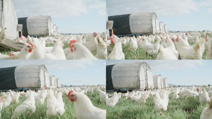 一群白色的小鸡在乡间有谷仓的开阔草地上吃草。为自由放养有机鸡蛋和家禽业在农业中饲养和繁殖家畜