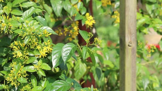 钩吻 胡蔓藤 花蕾 黄花 叶 茎 植株