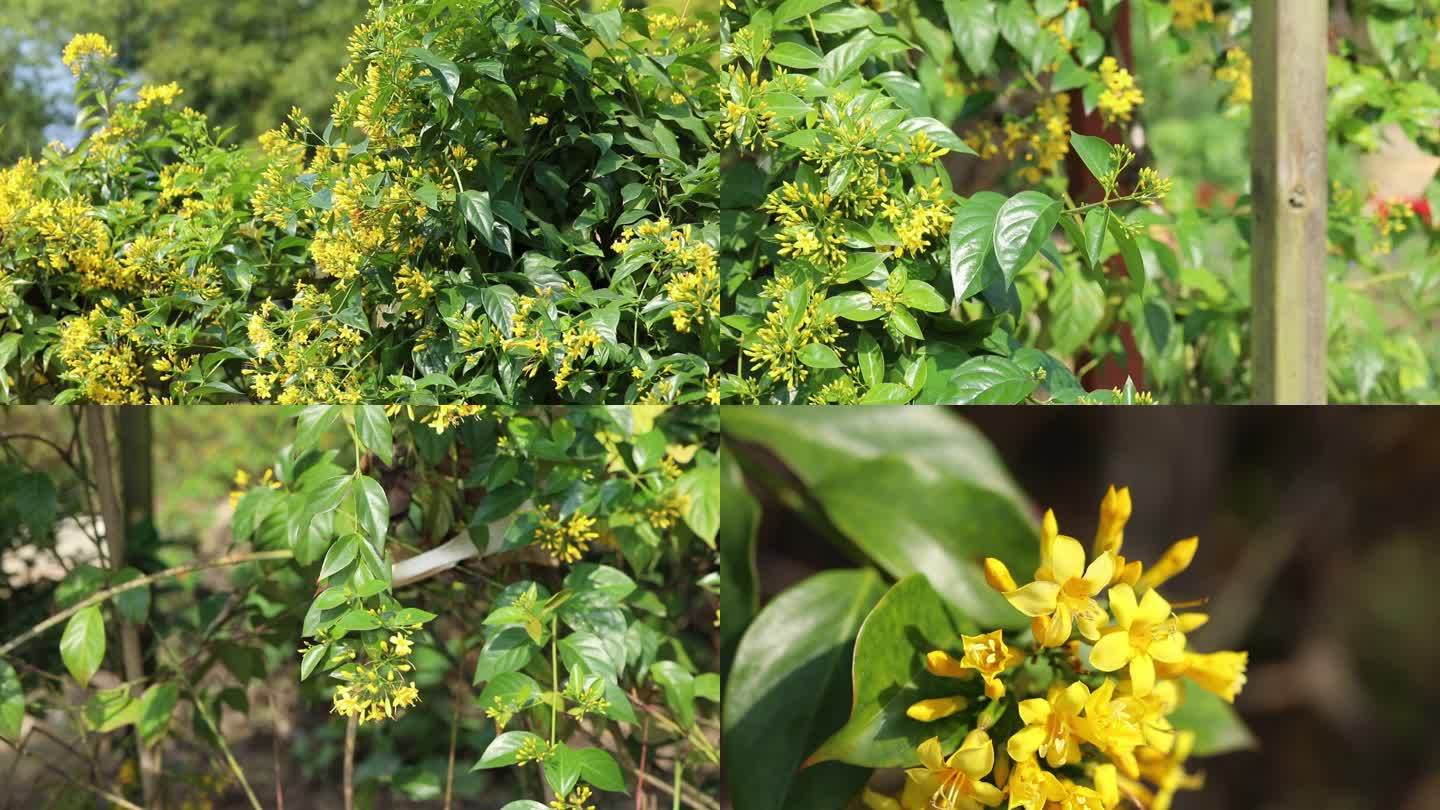 钩吻 胡蔓藤 花蕾 黄花 叶 茎 植株