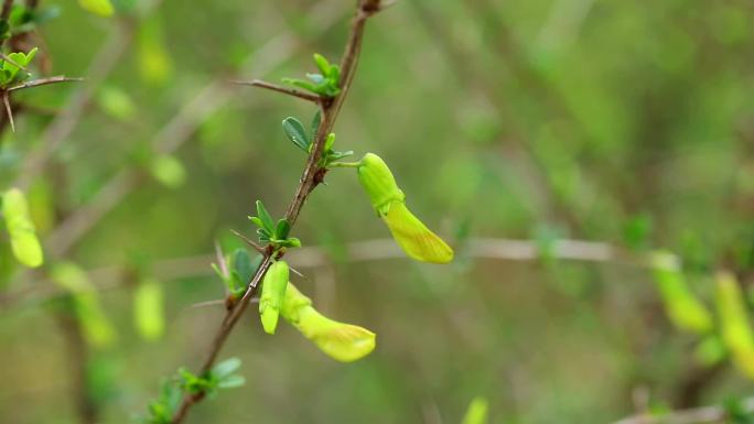 金雀花 花蕾 黄花 叶 茎 植株 生境