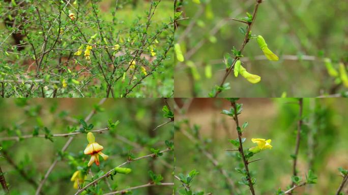 金雀花 花蕾 黄花 叶 茎 植株 生境