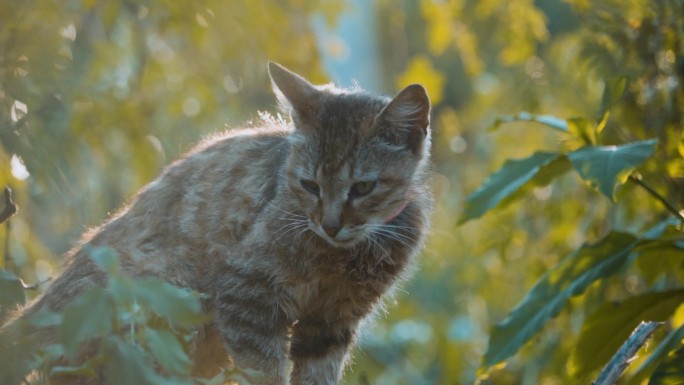 小猫生病流浪猫救助猫咪