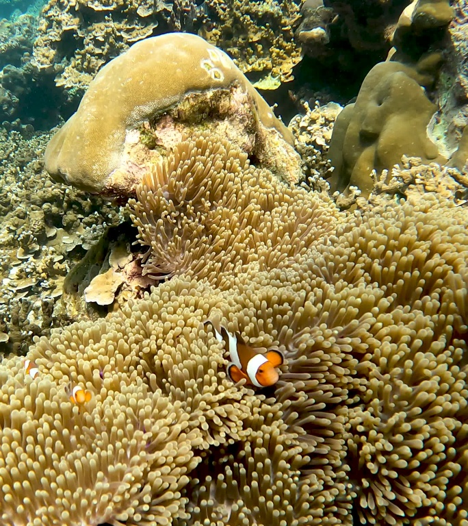 小丑鱼海葵鱼尼莫水下清澈的海水珊瑚礁在热带气候岛