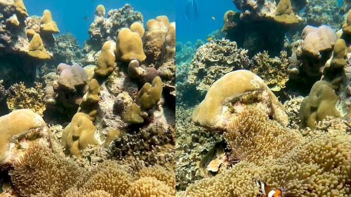 小丑鱼海葵鱼尼莫水下清澈的海水珊瑚礁在热带气候岛
