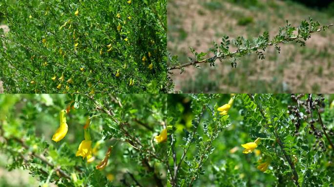 柠条锦鸡儿 白柠条 花蕾 黄花 叶 茎