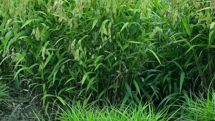 小盼草 风铃草 风铃状花穗 叶 茎 植株