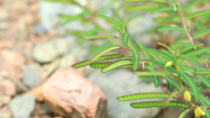 山扁豆 花蕾 黄花 叶 茎 果 植株