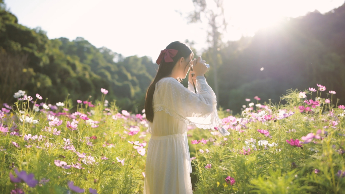 4K格桑花海里拍照的少女