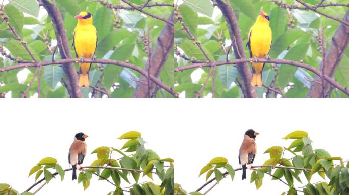 两种漂亮小鸟，黄鹂鸟和蜡嘴雀