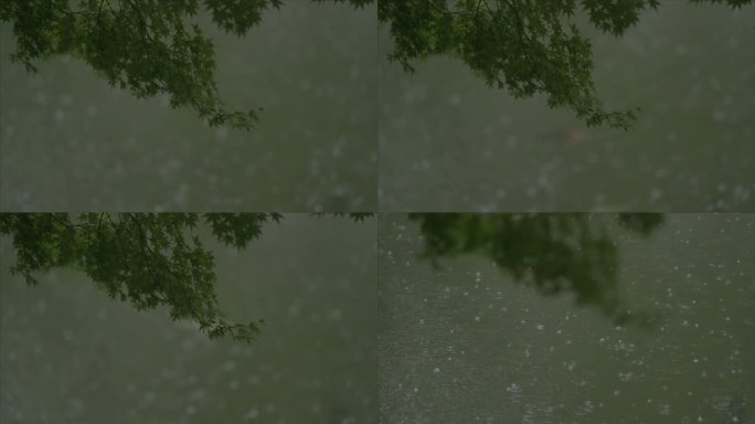 有版权」LOG高速拍摄树叶下雨雨滴4K3