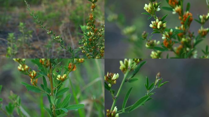 尖叶铁扫帚 花蕾 淡黄色花 叶 茎 植株