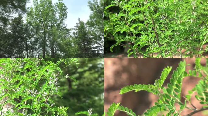 马蹄针 花蕾 淡紫色花 叶 茎 植株