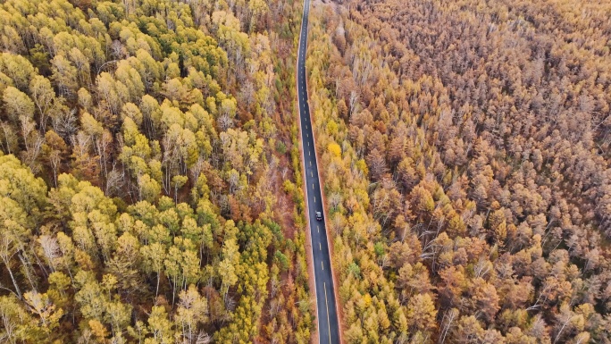 秋天的原始森林公路穿越 大兴安岭