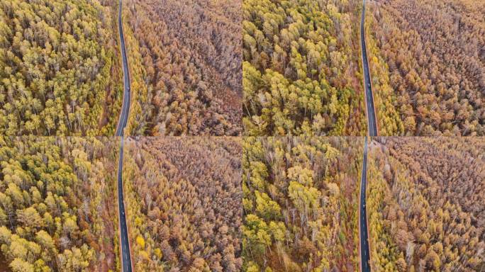 秋天的原始森林公路穿越 大兴安岭