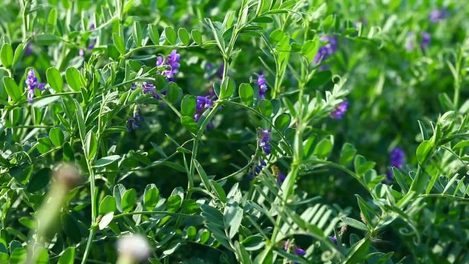 斜茎黄耆 花蕾 紫花 叶 茎 植株 生境