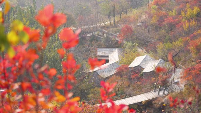 秋季红叶赏红叶北京坡峰岭满山红遍