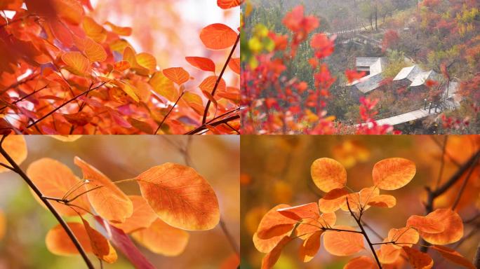 秋季红叶赏红叶北京坡峰岭满山红遍