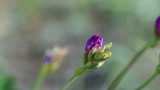 大花棘豆  花蕾 红紫花  叶 茎 植株