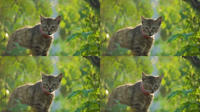 流浪猫瘦弱小猫流浪动物救助猫咪眼睛