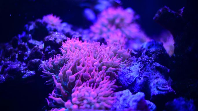 海底的深海鱼一个水下场景，有五彩缤纷的珊瑚礁和在海洋中游泳的异国鱼类，还有五颜六色的珊瑚礁。