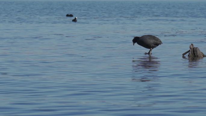 大理洱海边的水鸟