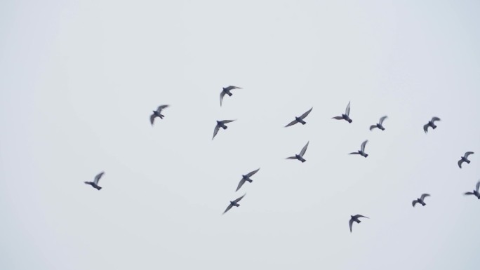 鸽子飞翔素材鸽子起飞空镜飞鸟飞过屋顶白鸽