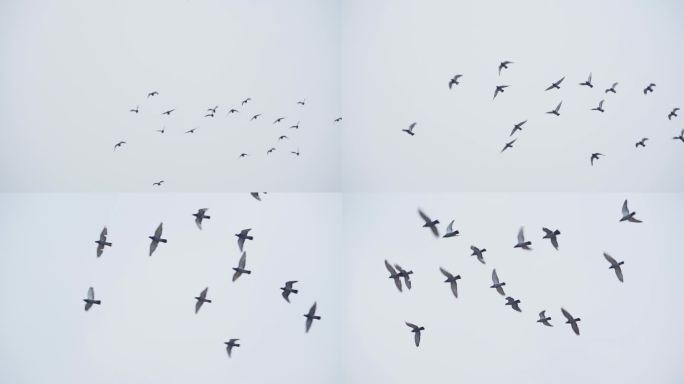 鸽子飞翔素材鸽子起飞空镜飞鸟飞过屋顶白鸽