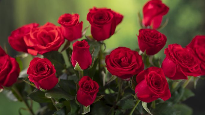 红玫瑰延时花开