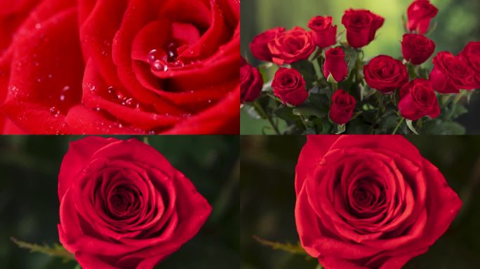 红玫瑰延时花开
