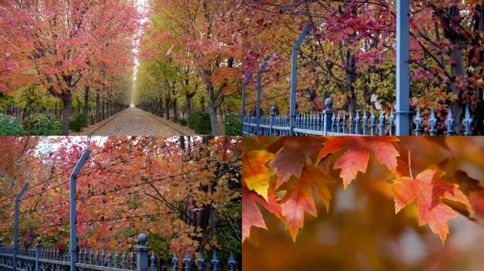 秋天落叶 秋风落叶枫叶红了 秋天景色