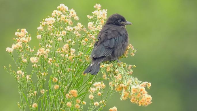 鸟语花香，小花上漂亮的黑卷尾幼鸟