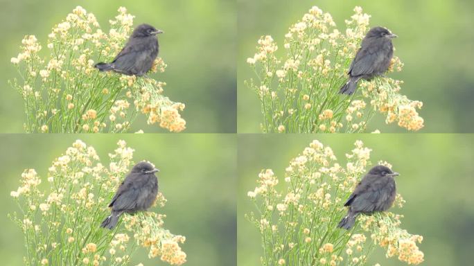 鸟语花香，小花上漂亮的黑卷尾幼鸟