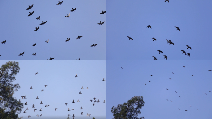 成群的鸟类在天空飞翔